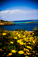 Blumen auf Menorca